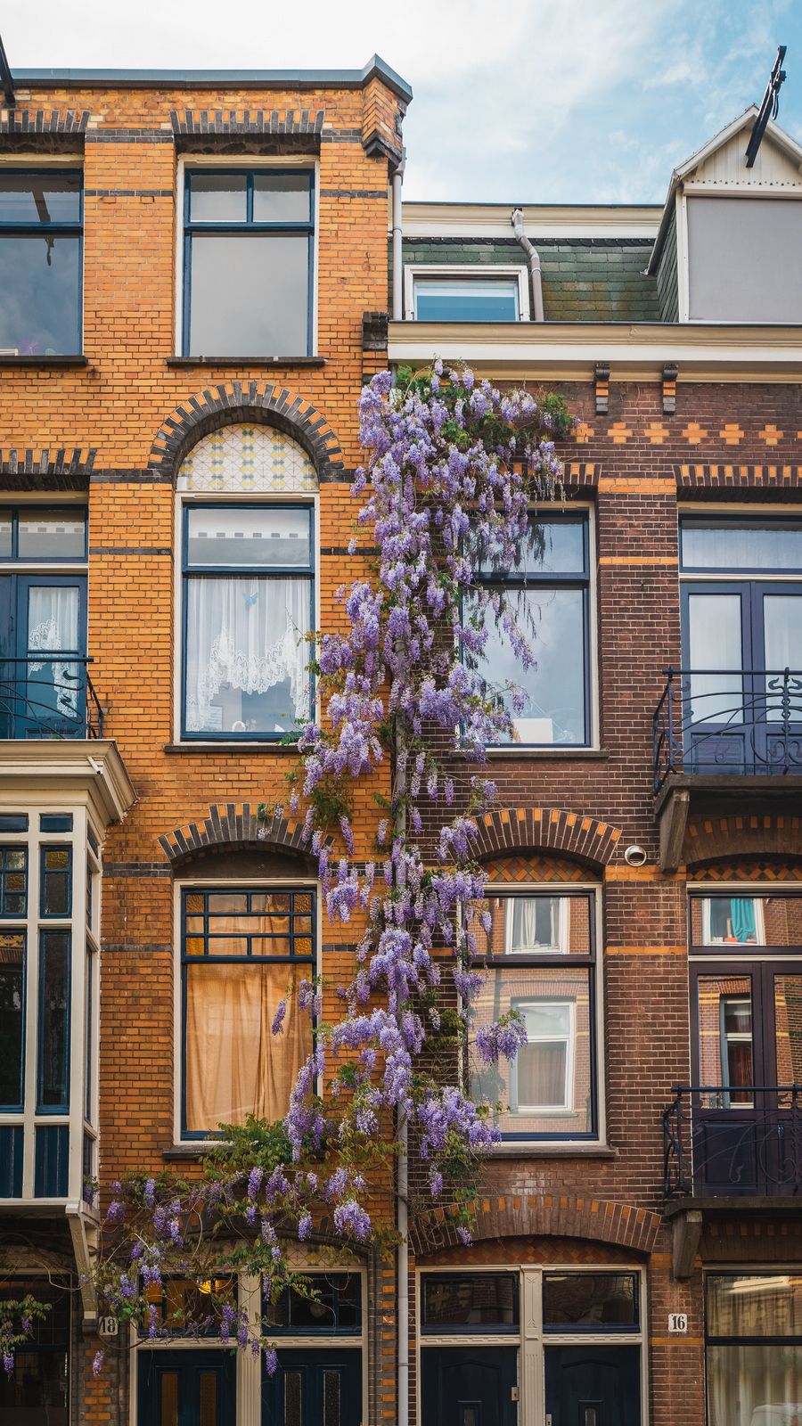 Purple flowers on building facade